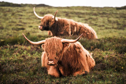 rain cow Animal highland cattle HD Desktop Wallpaper | Background Image