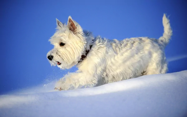  West Highland White Terrier in the Snow