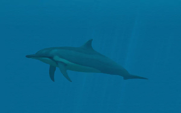  Dolphin - Oil on Canvas