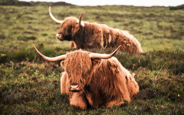 Two highland cattle with long horns rest on grassy land under rain, captured in a detailed 4K Ultra HD image.