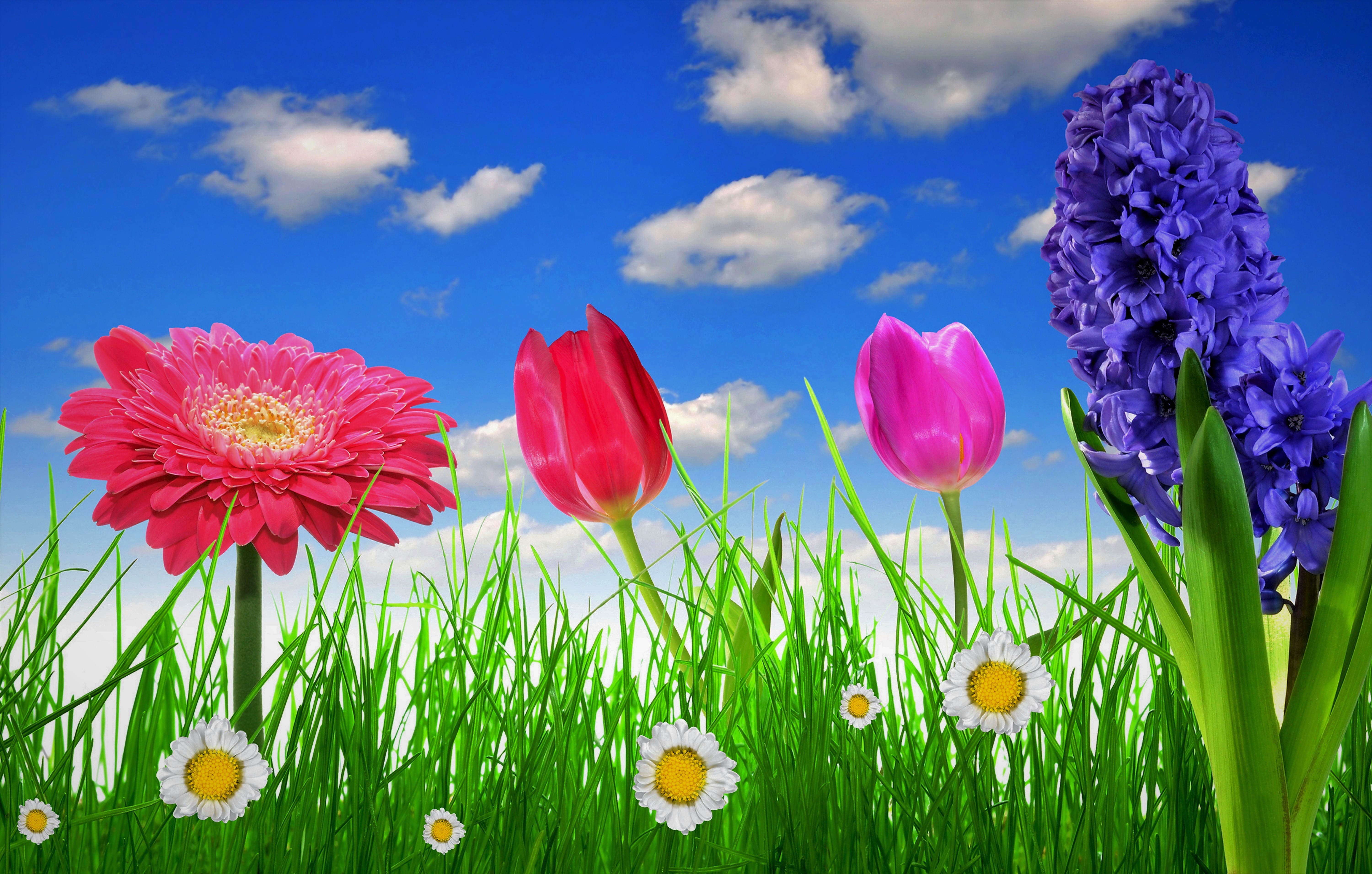 spring floral desktop wallpaper