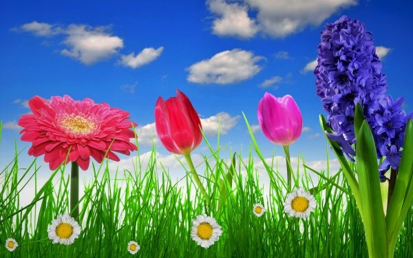 Earth Flower Flowers Spring Grass Daisy Gerbera Tulip Hyacinth HD Wallpaper | Background Image