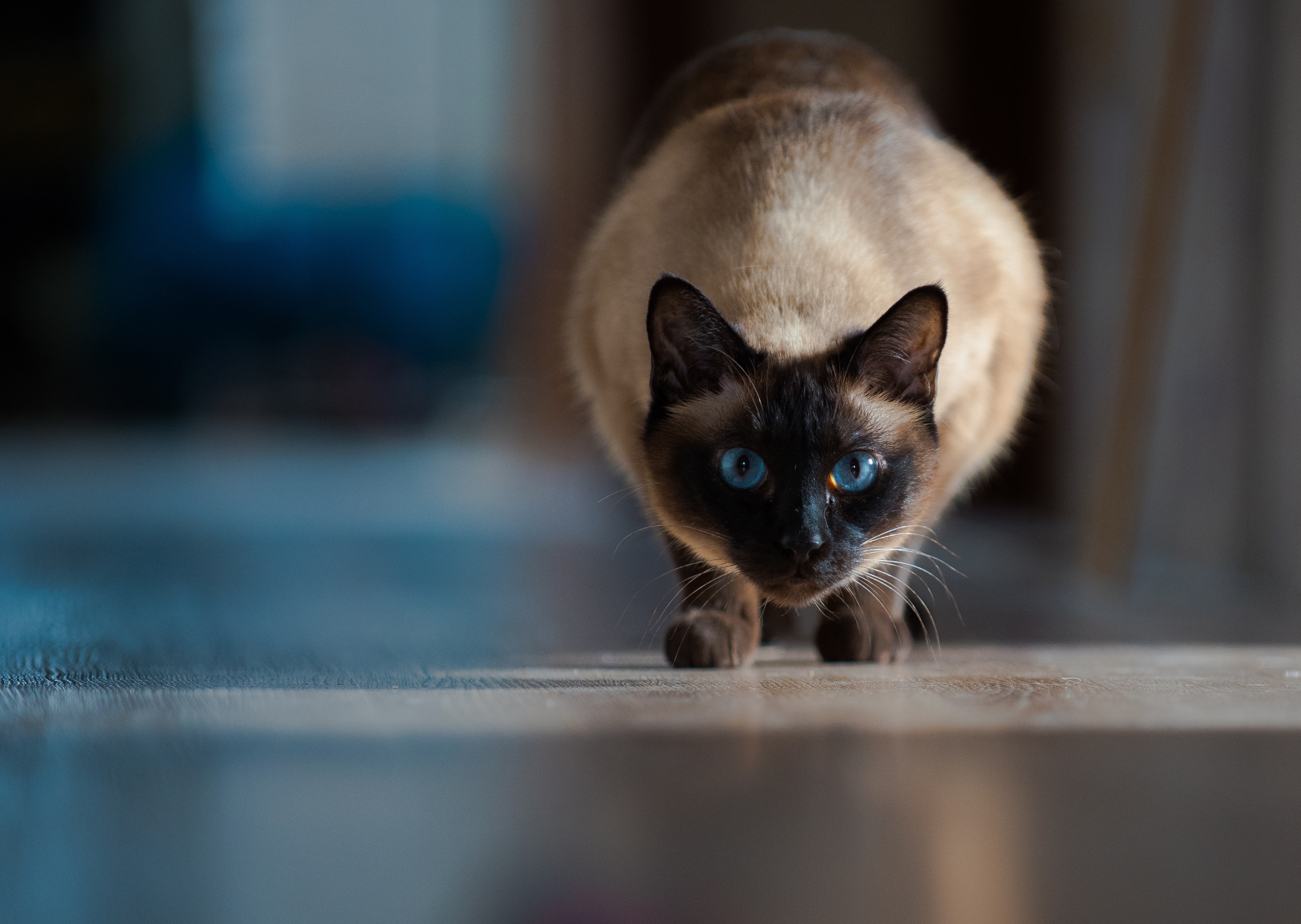 Animal Siamese Cat HD Wallpaper | Background Image