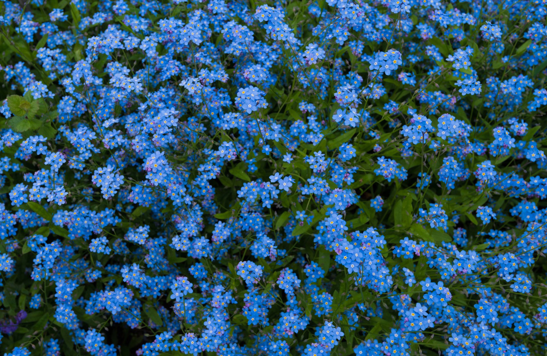 Download Blue Flower Nature Forget-me-not Forget Me Not 4k Ultra HD ...