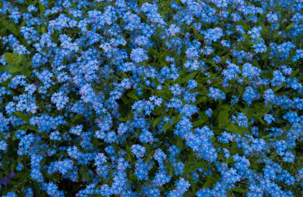4K Ultra HD PC desktop wallpaper showing a dense carpet of blue forget-me-not flowers and green foliage, overhead nature view.