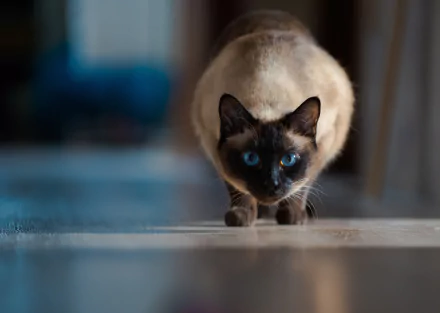 Siamese cat with piercing blue eyes crouches and stares forward — high-resolution 2K Quad HD PC desktop wallpaper of an animal in a low-angle portrait.