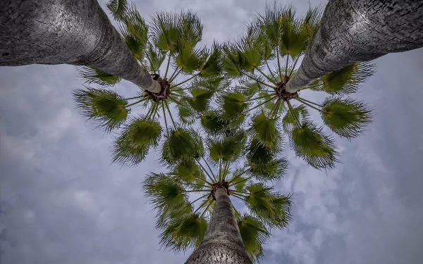  Looking up at Palm Trees