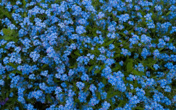 Nature Forget-Me-Not Flowers Blue Flower HD Wallpaper | Background Image