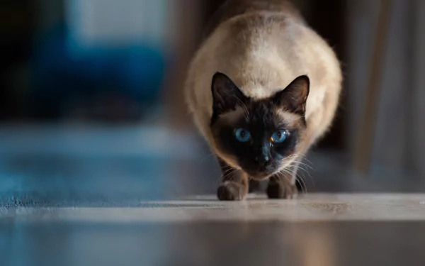 Siamese cat with piercing blue eyes crouches and stares forward — high-resolution 2K Quad HD PC desktop wallpaper of an animal in a low-angle portrait.