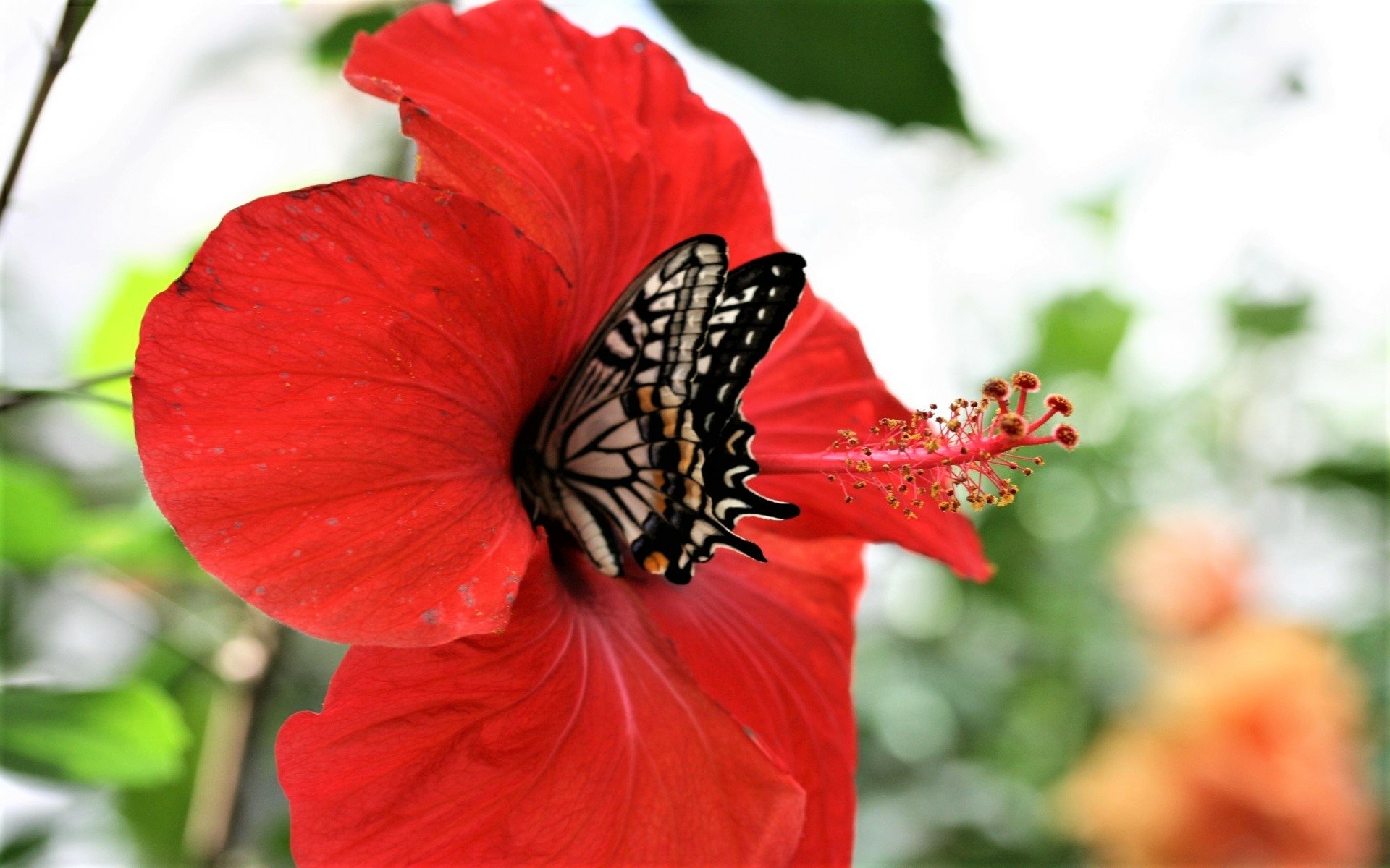 Цветок красные бабочки. Цветок гибискуса. Бабочка на цветке. Красная бабочка. Бабочки в цветах.