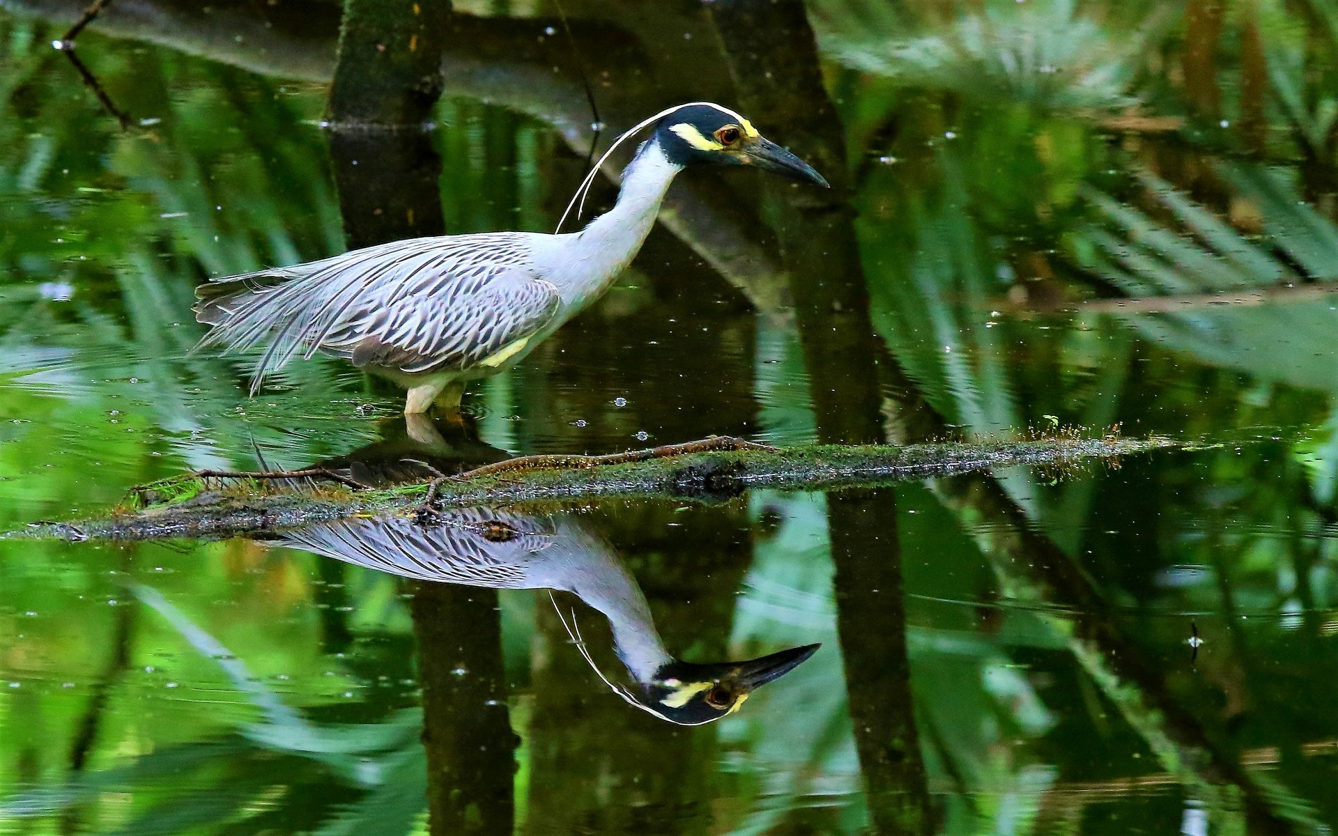 Download Reflection Yellow-crowned Night Heron Bird Animal Heron 4k Ultra HD Wallpaper