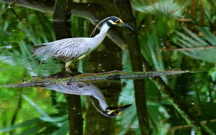  Yellow-crowned night heron