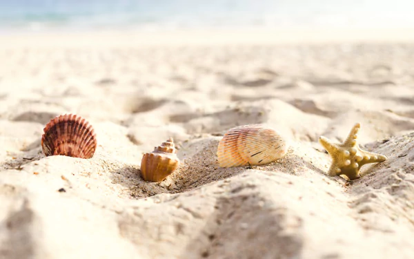 sand nature shell HD Desktop Wallpaper | Background Image