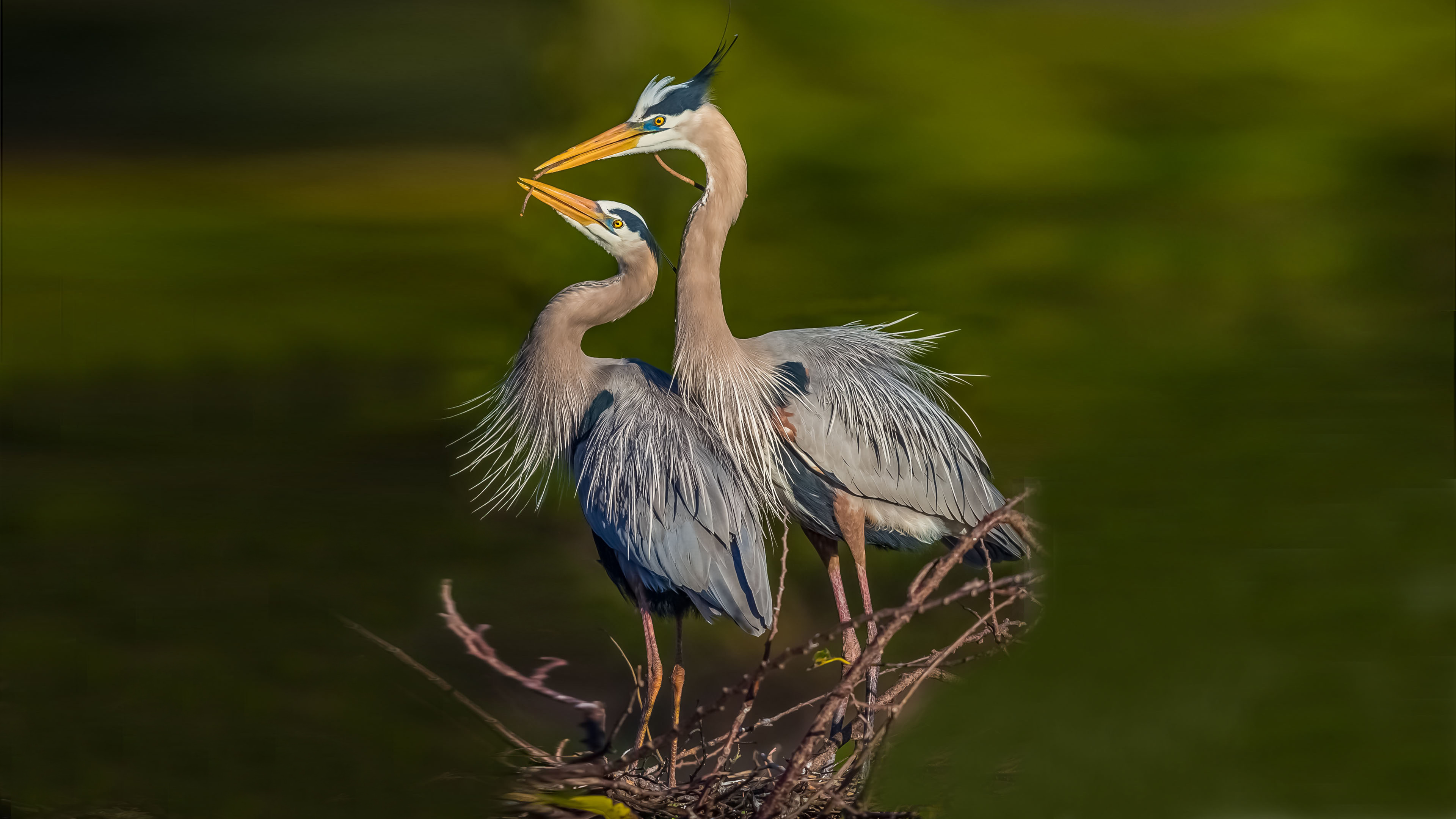 Animal Great blue heron HD Wallpaper | Background Image