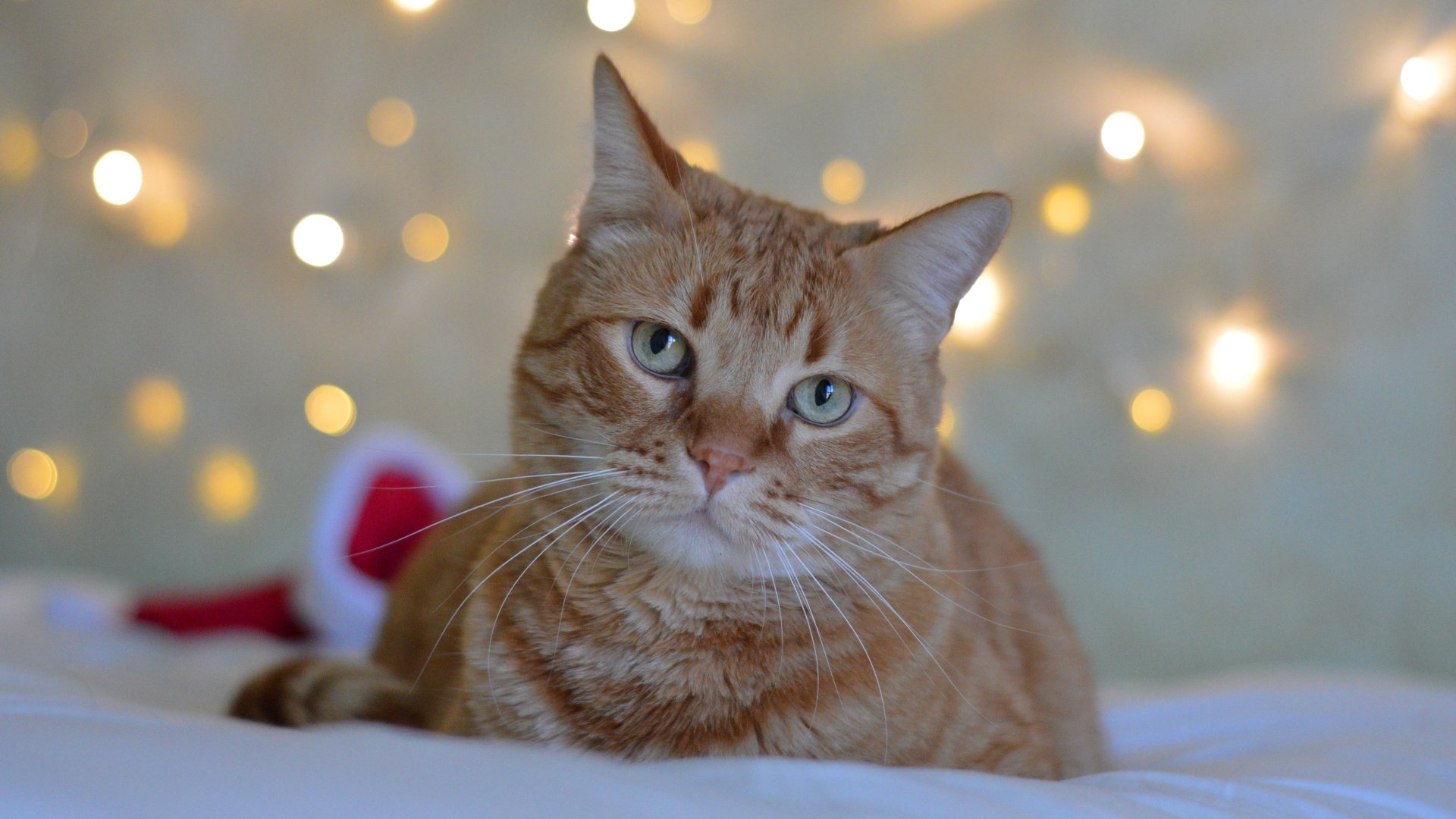 Close-up of an orange tabby cat with blue eyes staring softly, set against a blurred background with warm bokeh lights, captured in stunning 4K Ultra HD quality.