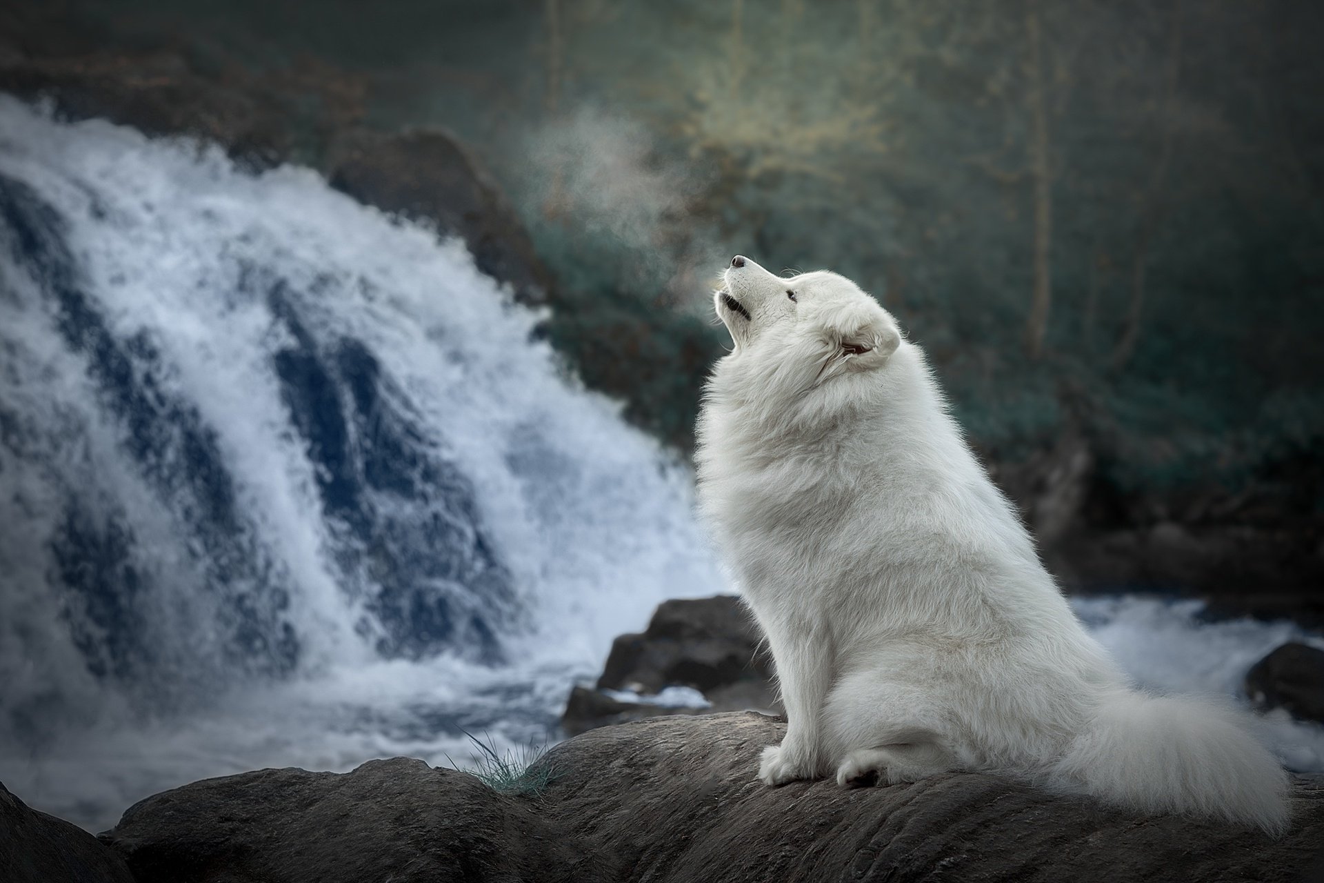 HD PC desktop wallpaper of a white Samoyed dog sitting on rocks beside a flowing waterfall in a misty, forested background.