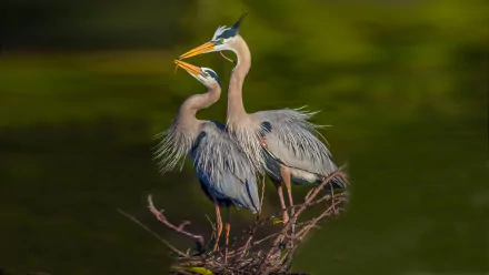  Blue Herons