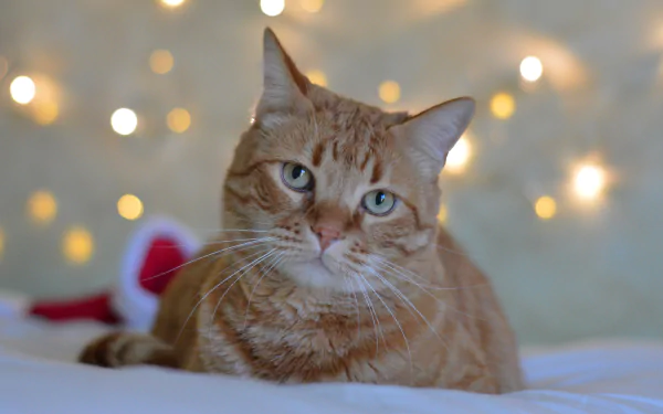 Close-up of an orange tabby cat with blue eyes staring softly, set against a blurred background with warm bokeh lights, captured in stunning 4K Ultra HD quality.