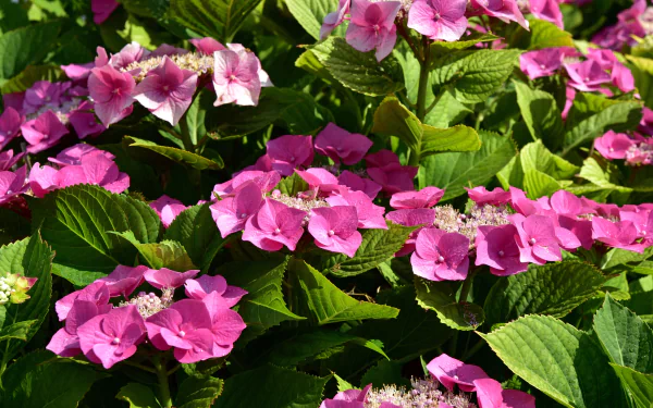 Vibrant pink hydrangea flowers surrounded by lush green leaves, captured in 4K Ultra HD as a vivid nature-themed PC desktop wallpaper and background.