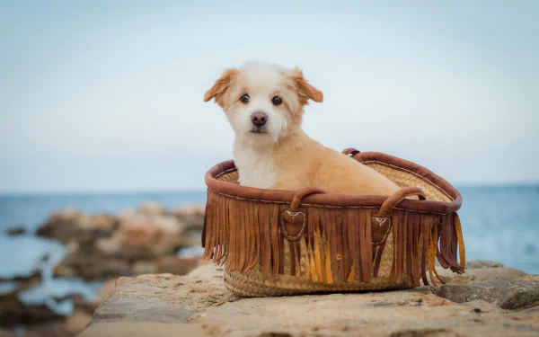 stare depth of field baby animal puppy dog norfolk terrier Animal terrier HD Desktop Wallpaper | Background Image