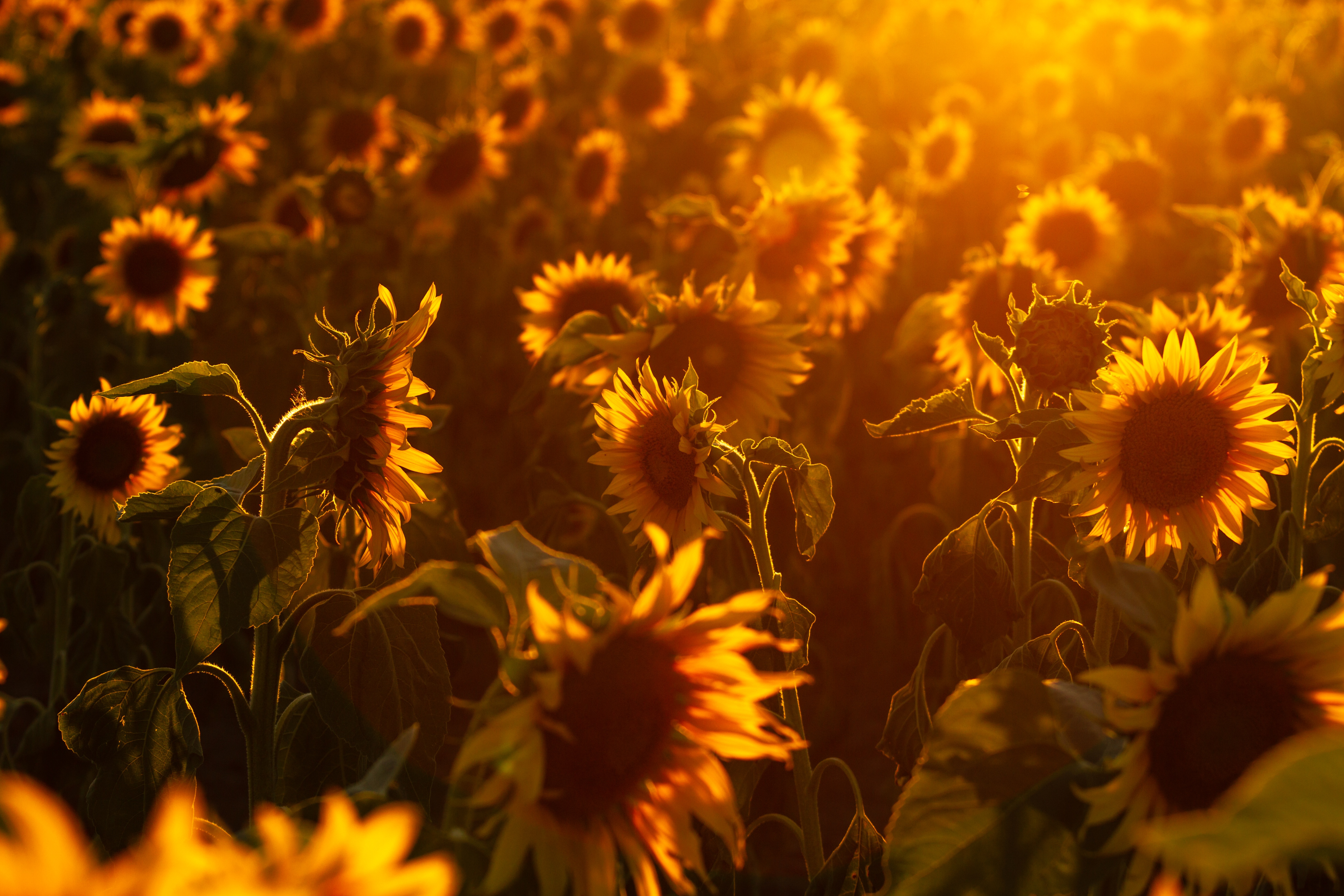 Earth Sunflower HD Wallpaper Background Image. 