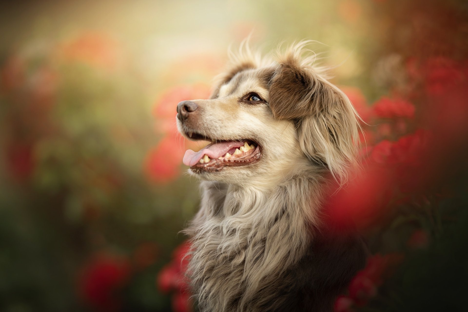 HD PC desktop wallpaper of an animal dog: a long-haired, smiling dog gazing upward amid soft-focus red flowers and warm bokeh light.