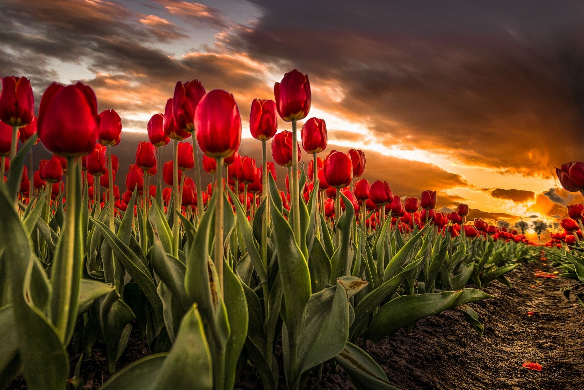 Download Red Flower Flower Nature Tulip HD Wallpaper