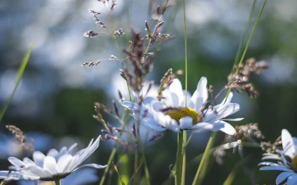 nature chamomile HD Desktop Wallpaper | Background Image