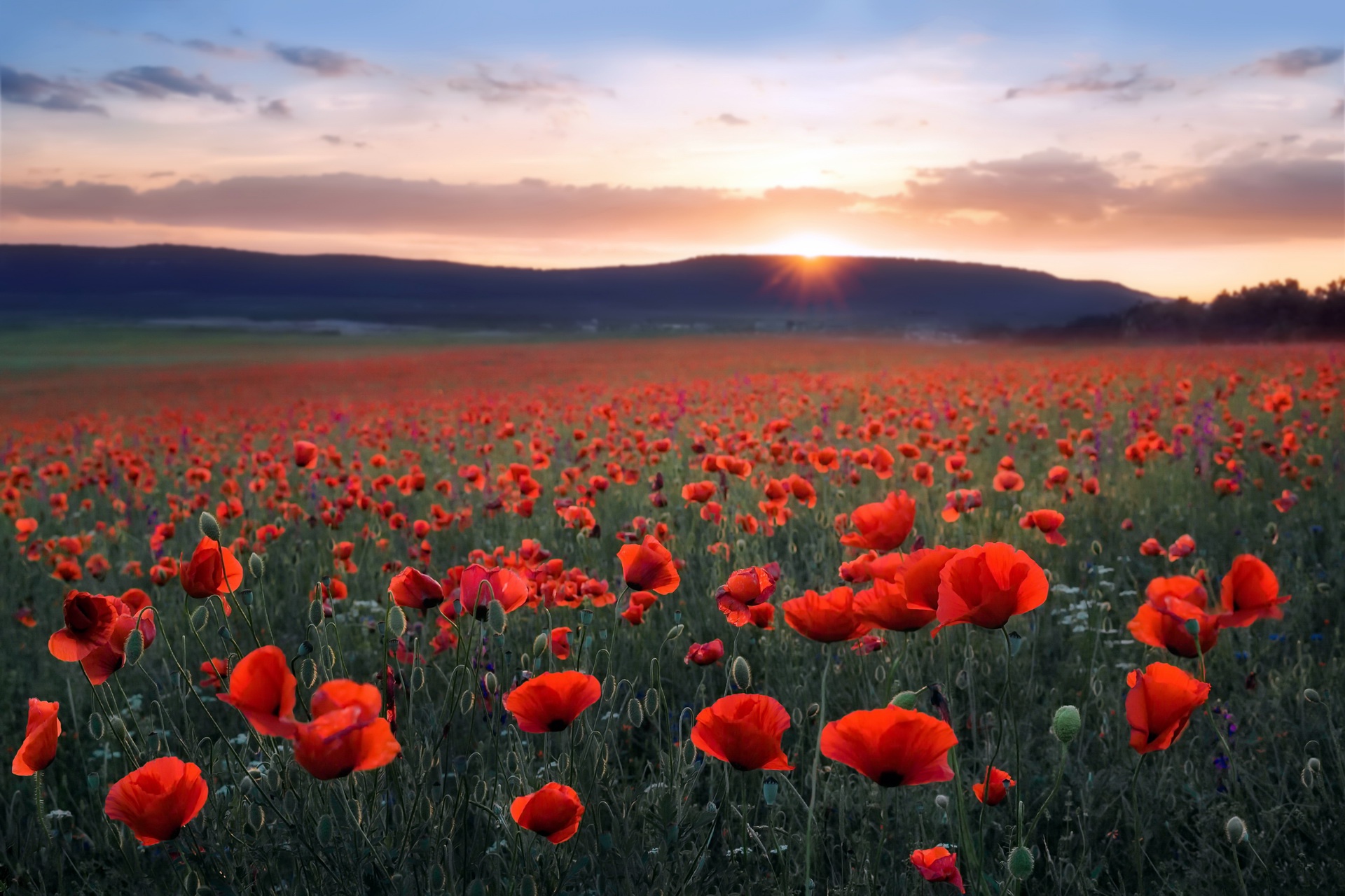 Free Download Poppies Background Hd Desktop Wallpapers 4k Hd 1920x1080 ...