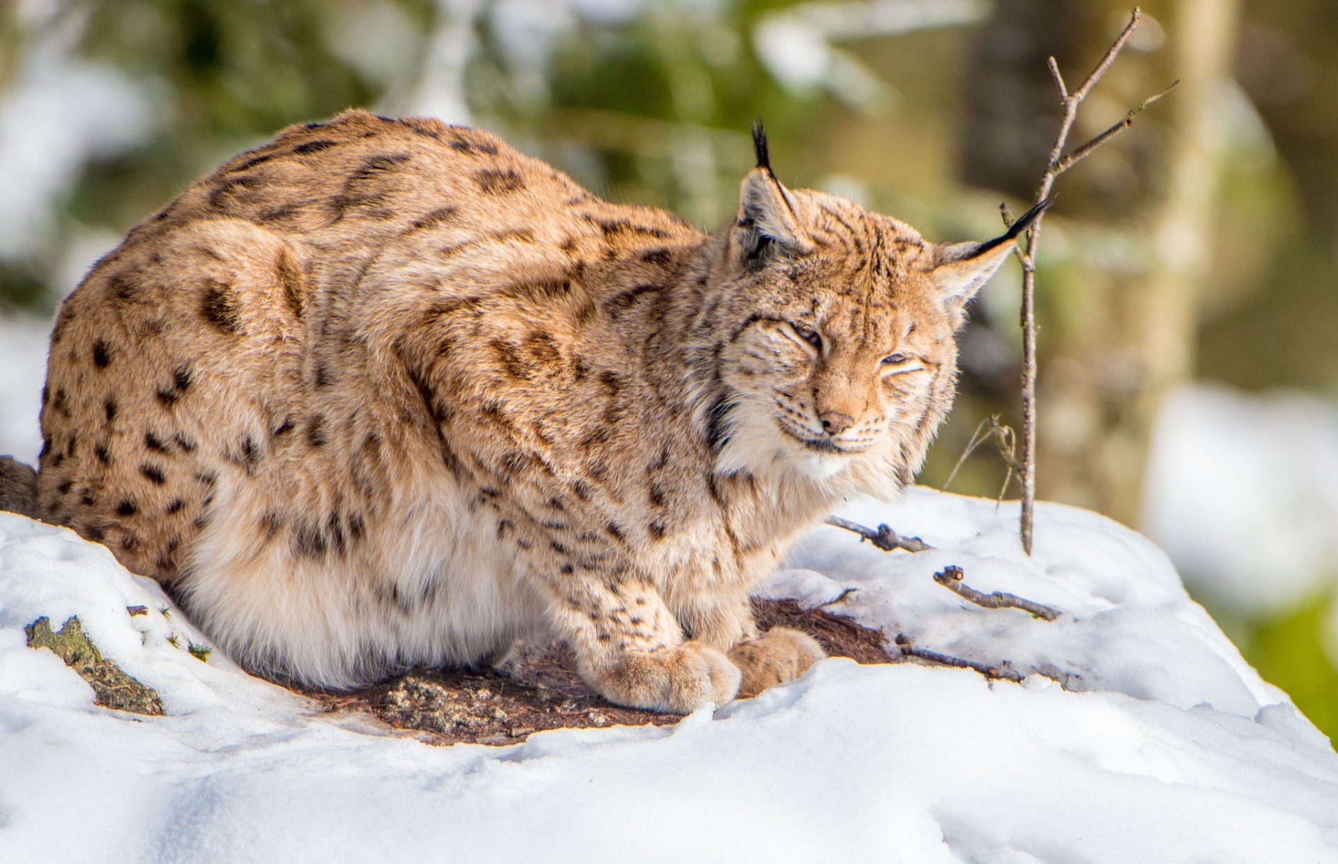 Majestic Lynx HD