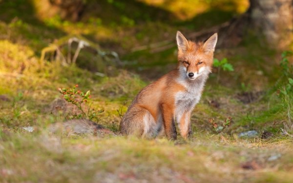 Animal Fox Wildlife Stare HD Wallpaper | Background Image