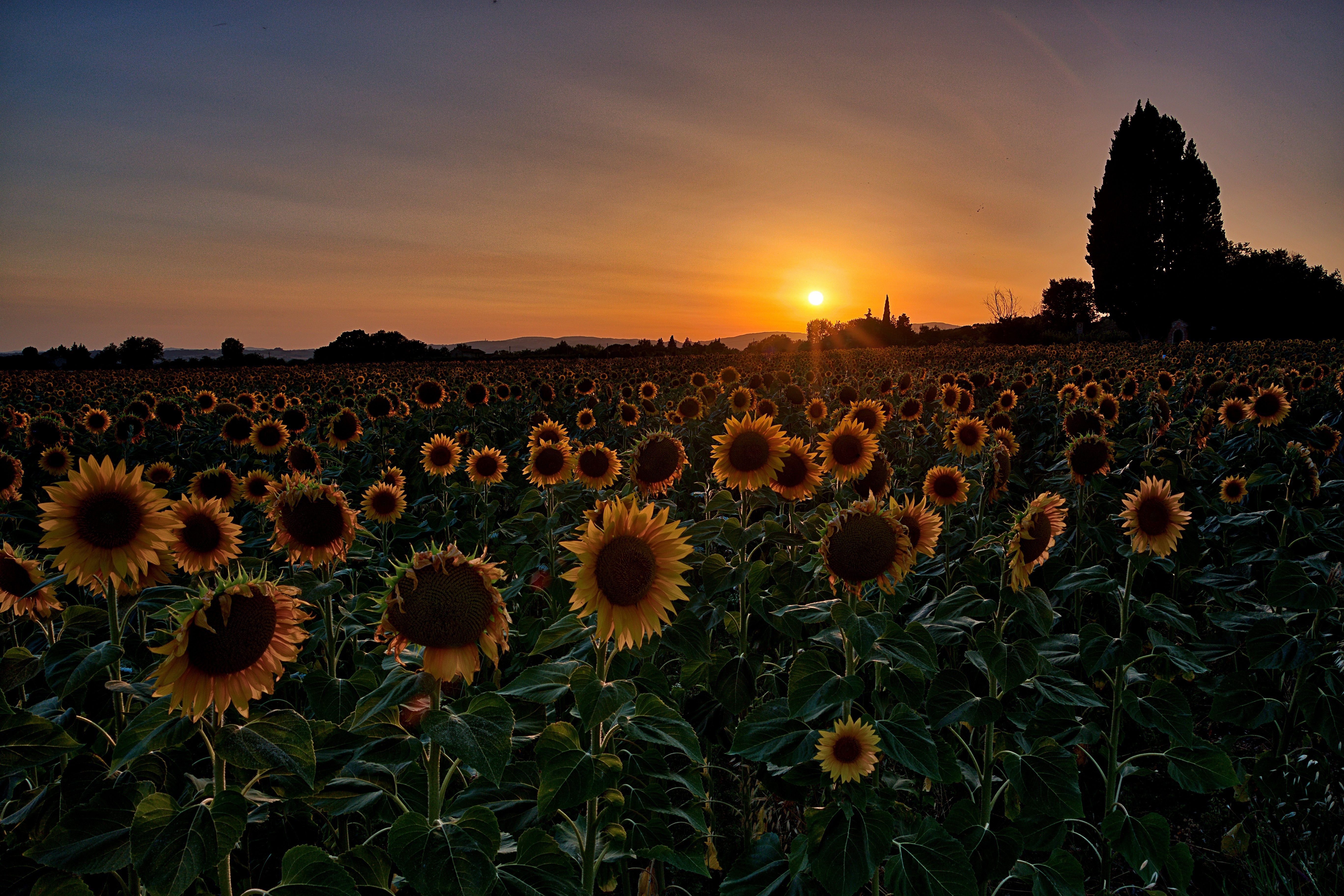 Sunflower 4k Ultra HD Wallpaper | Background Image | 5472x3648