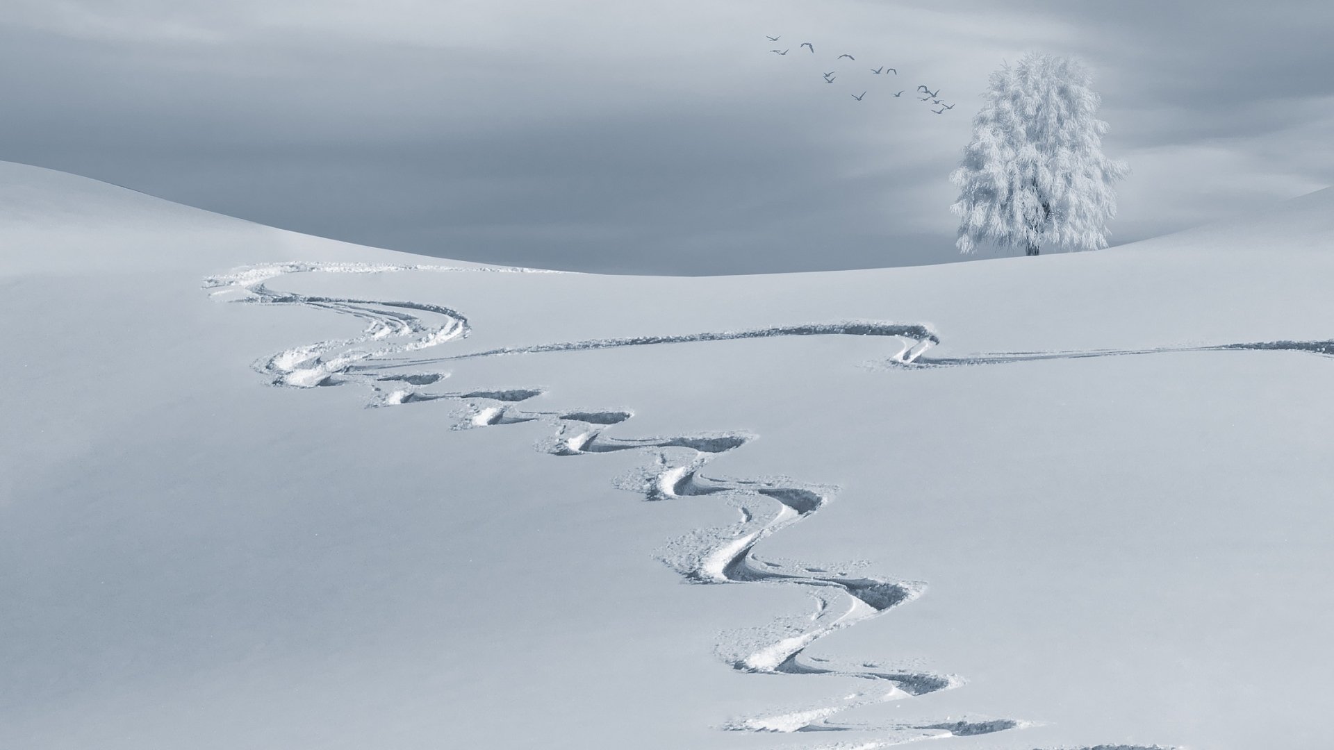 Flock of birds flying over a snowy winter landscape with a single tree and winding tracks in the pristine snow, captured in HD for a desktop background.