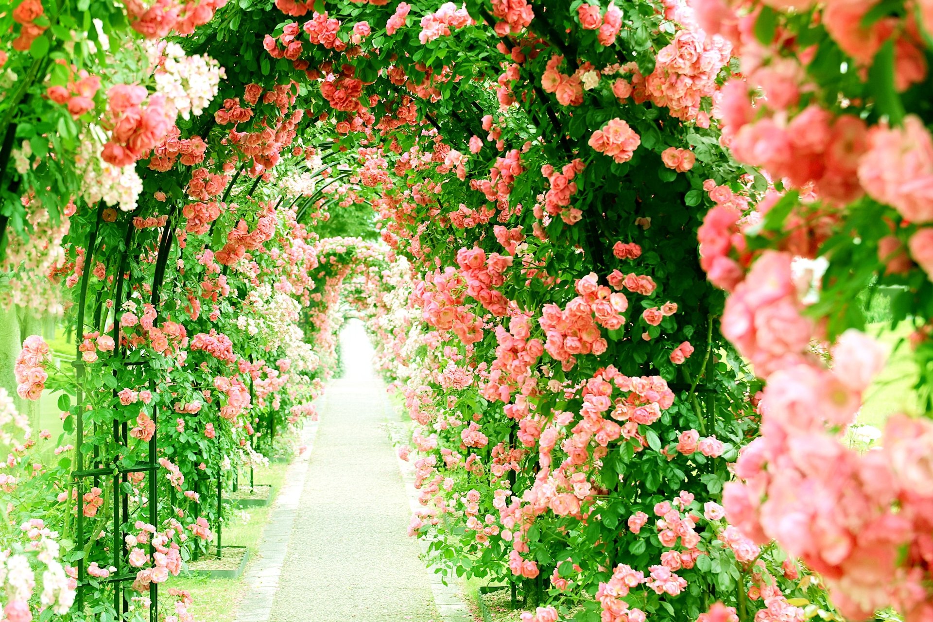 Pink Rose Tunnel 4K Ultra HD Nature Path Wallpaper 3984x2656 