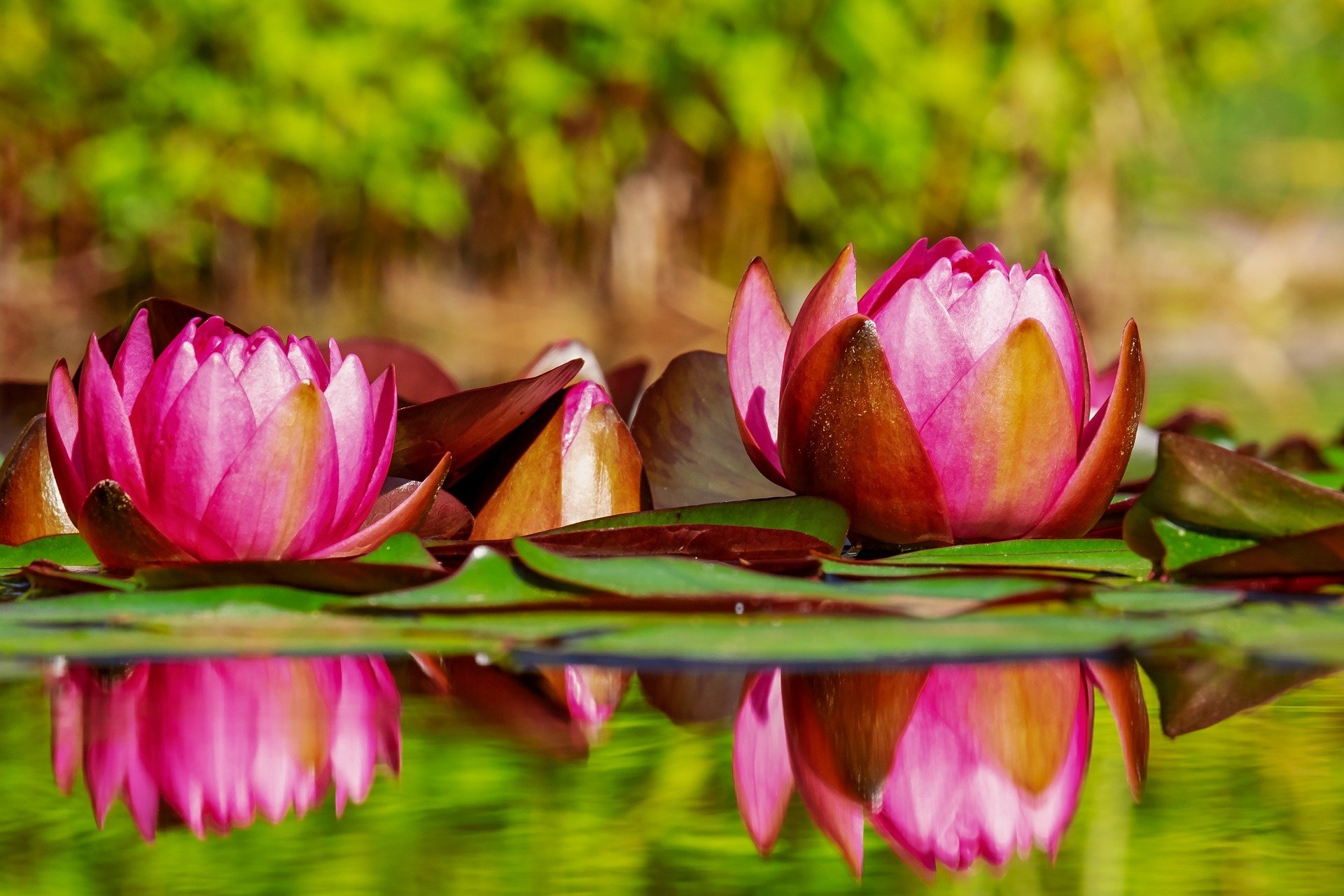 Download Pink Flower Reflection Flower Nature Lotus Hd Wallpaper 6694