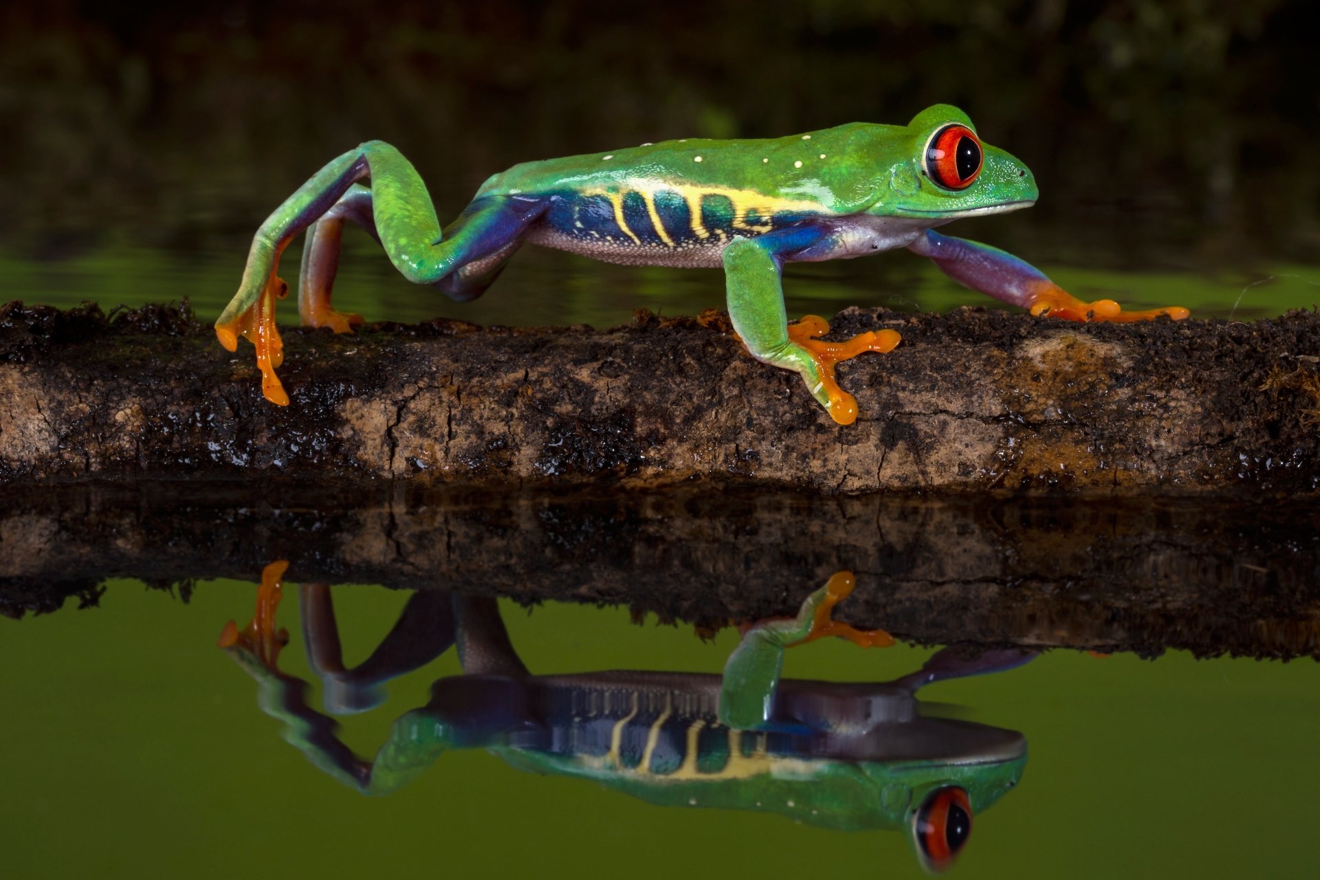 Download Amphibian Reflection Frog Red-eyed Tree Frog Animal Red-eyed ...