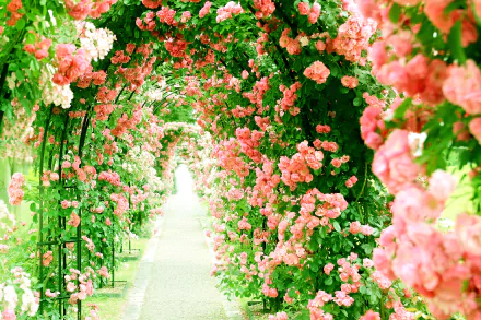 4K Ultra HD PC desktop wallpaper and background: a rose bush archway of pink flowers forming a lush nature path.