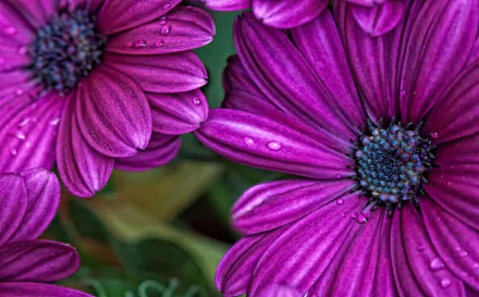  Osteospermum