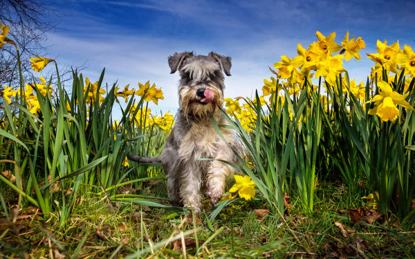 A schnauzer dog sits among bright yellow daffodil flowers under a clear blue sky in this HD desktop wallpaper.