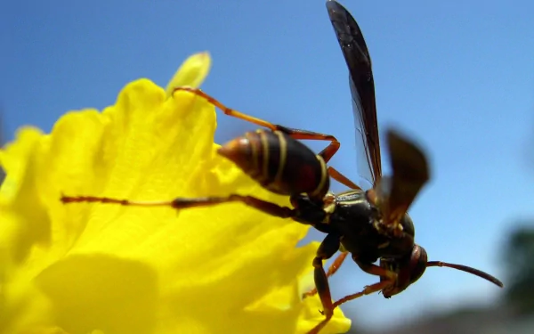 A close-up of a wasp on a bright yellow flower against a clear blue sky, showcasing the intricate details of nature in this HD desktop wallpaper.
