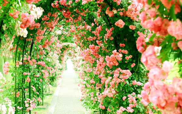4K Ultra HD PC desktop wallpaper and background: a rose bush archway of pink flowers forming a lush nature path.