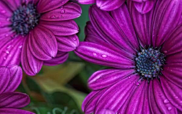  Osteospermum