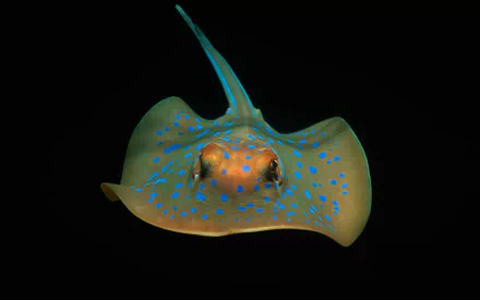 bluespotted stingray sea life underwater Animal stingray HD Desktop Wallpaper | Background Image