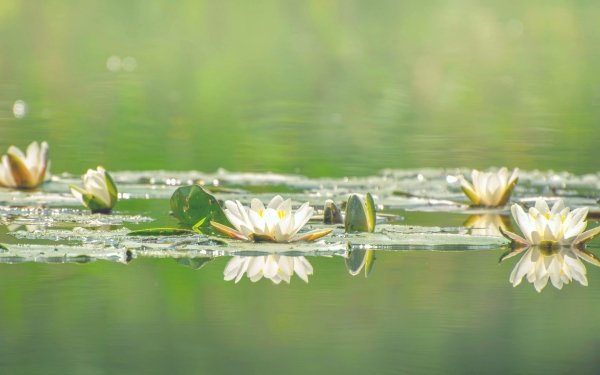 Earth Lotus Flowers Nature Flower Reflection White Flower HD Wallpaper | Background Image