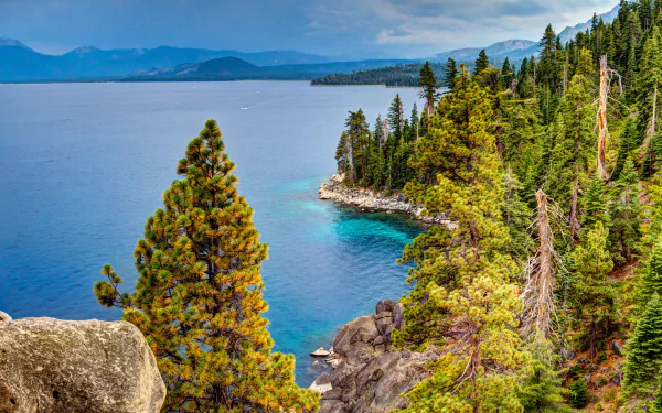 tree lake nature Lake Tahoe HD Desktop Wallpaper | Background Image