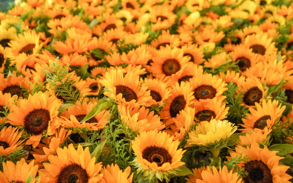 Field of vibrant yellow sunflowers filling the frame with lush green foliage — 4K Ultra HD PC desktop wallpaper background.