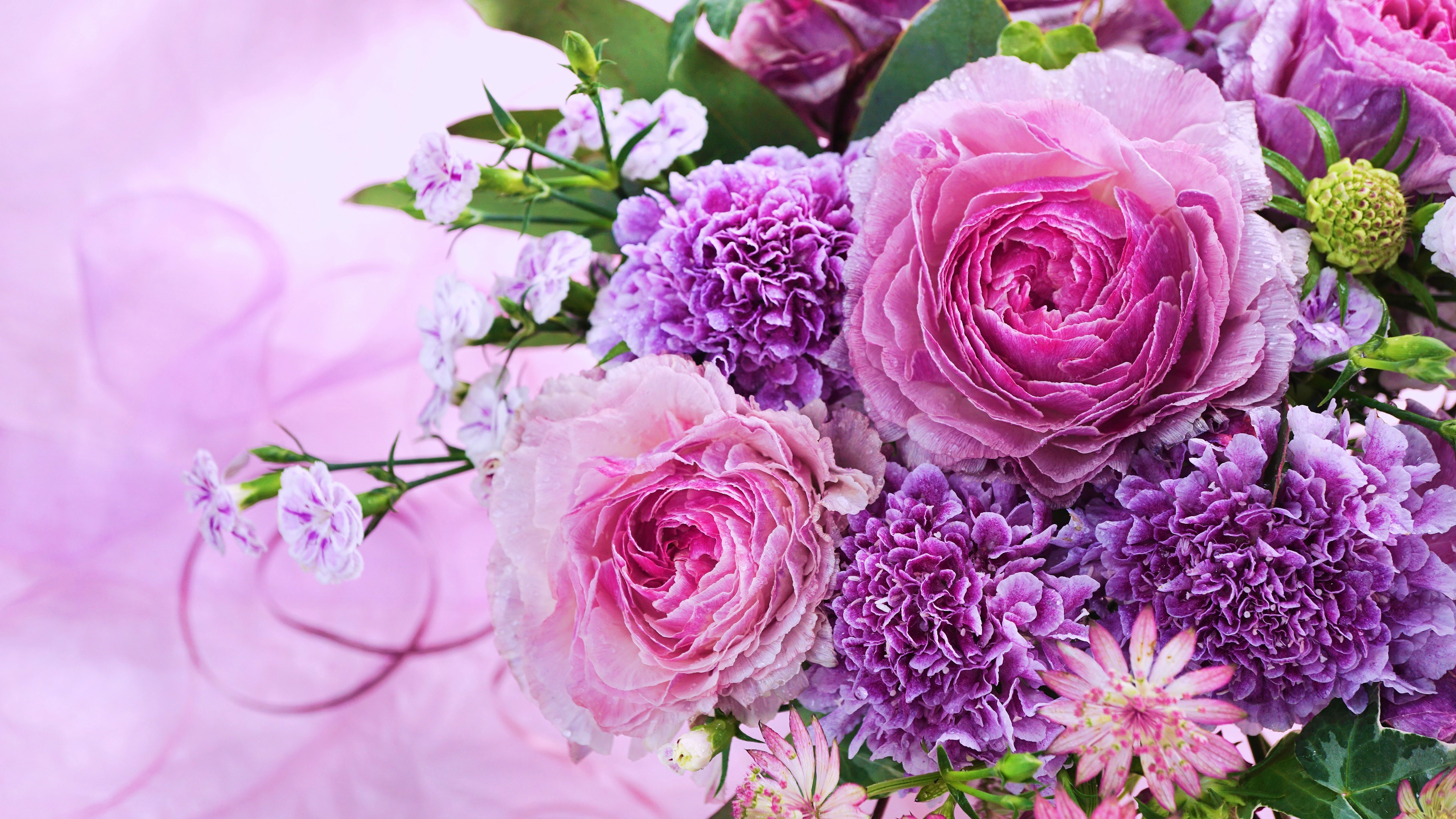 Download Purple Flower Pink Flower Carnation Peony Rose Nature Flower 