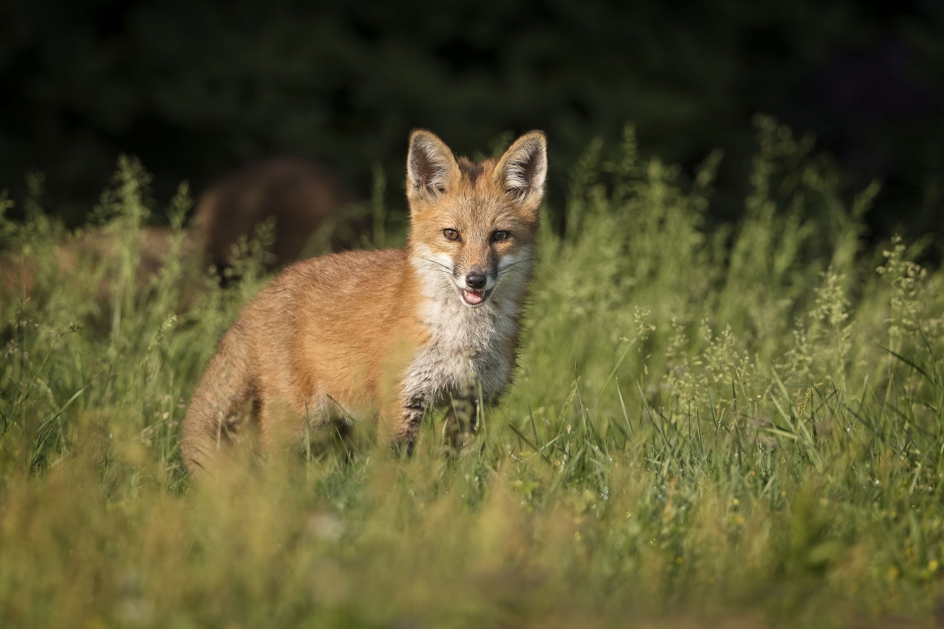 HD Fox Stare: Wild Elegance in Nature | 2048x1365 | Wallpaper Abyss