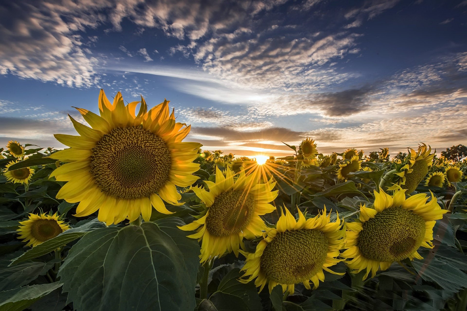 Sunflower HD Wallpaper | Background Image | 1920x1280