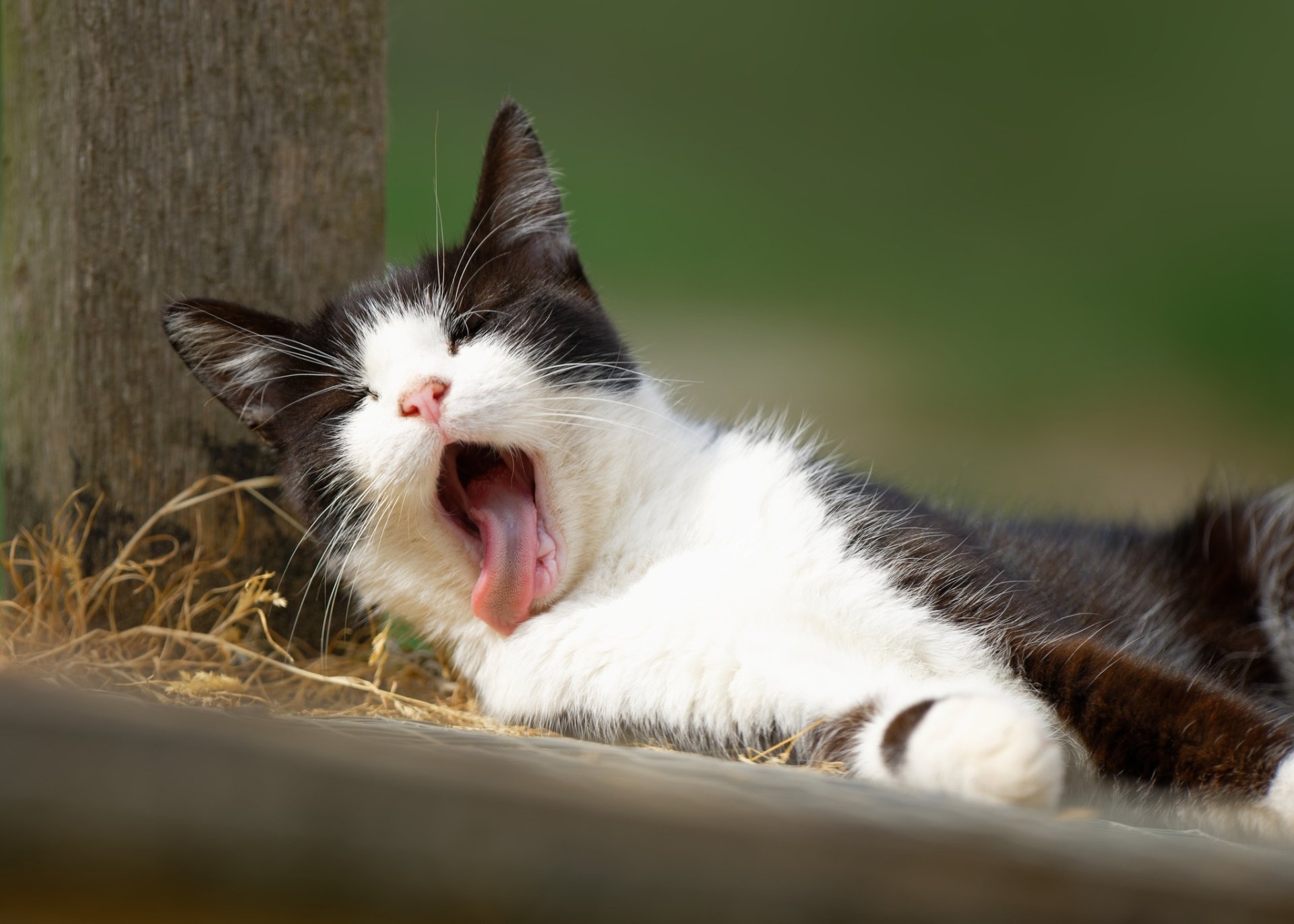 HD desktop wallpaper featuring a black and white cat yawning while resting outdoors against a natural green background.